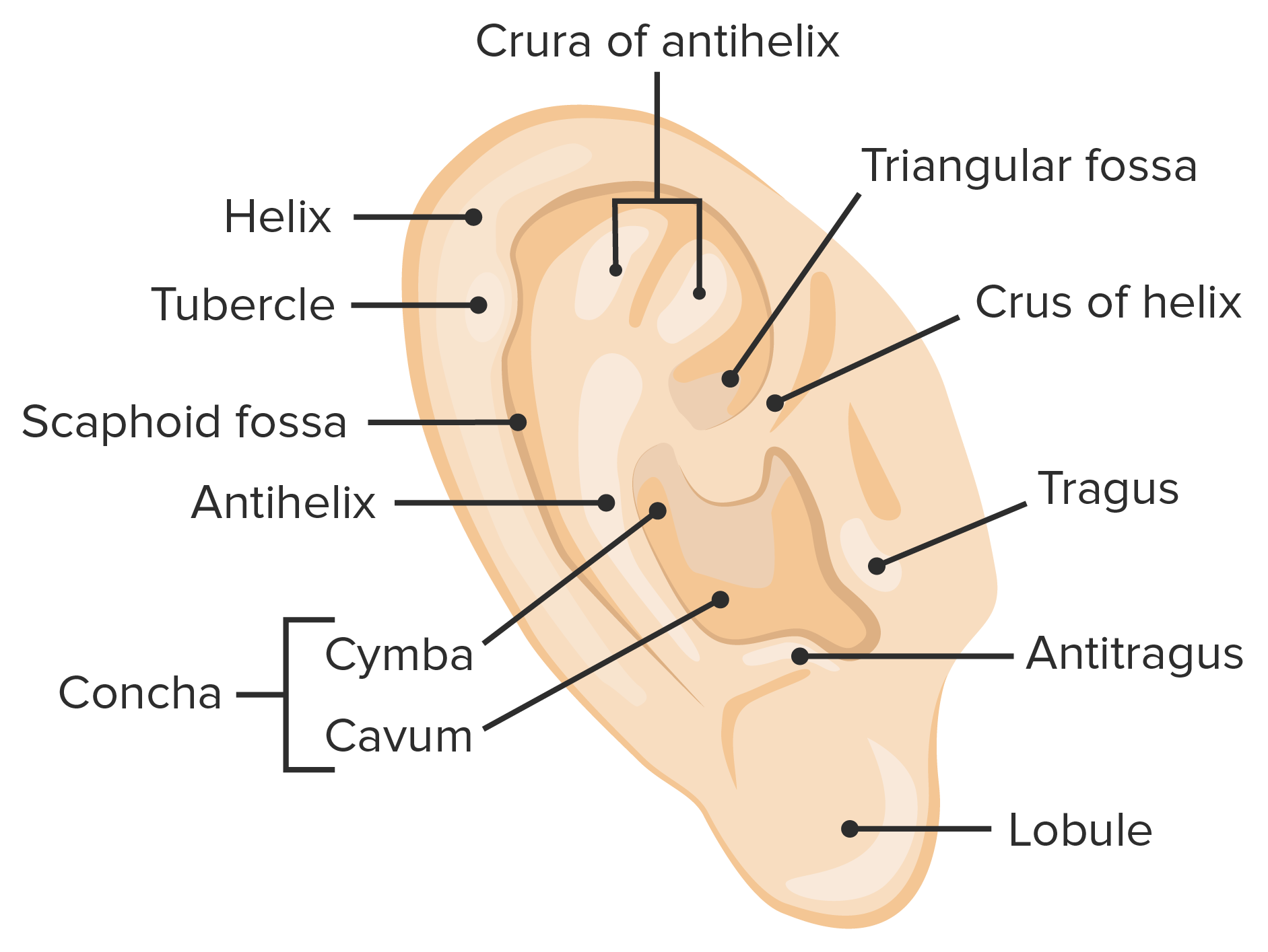 external ear anatomy diagram