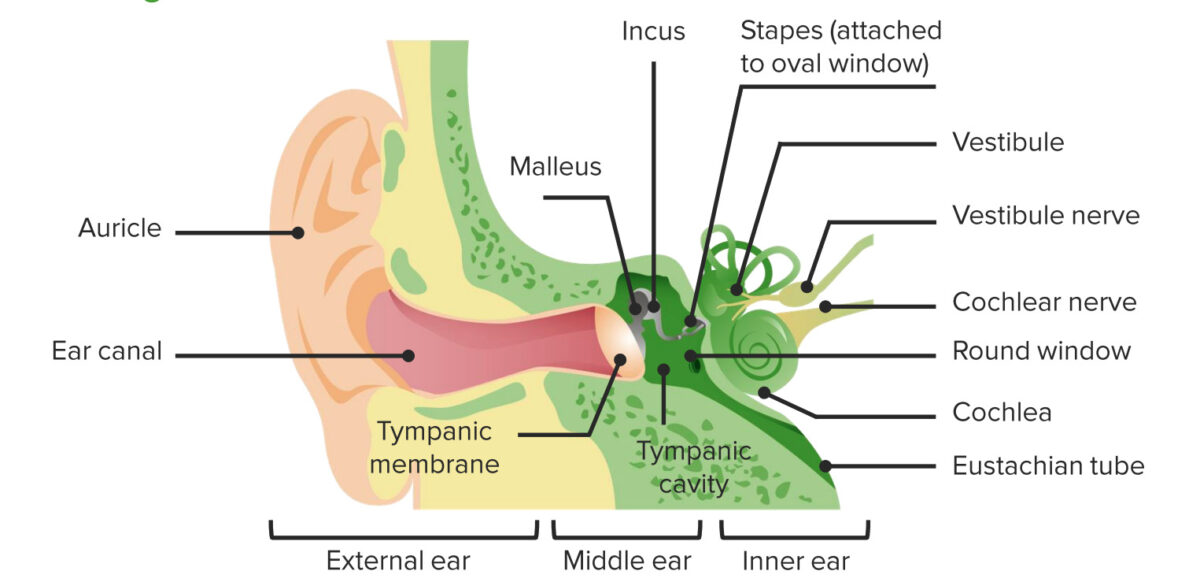 Anatomy of the external, middle, and inner ear