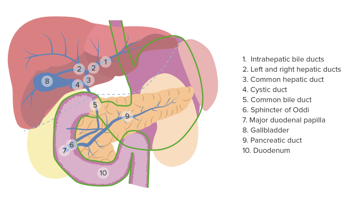 Anatomia da vesícula biliar e das vias biliares