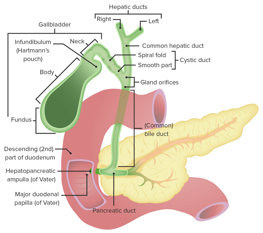 Digestive System Bile Duct Common Bile Duct Function Anatomy 