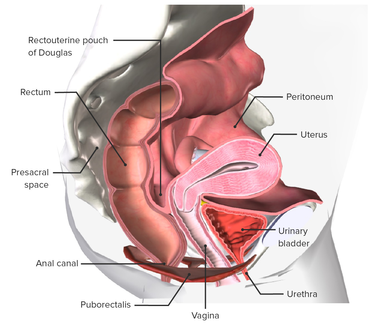 Anatomy of the internal female pelvis
