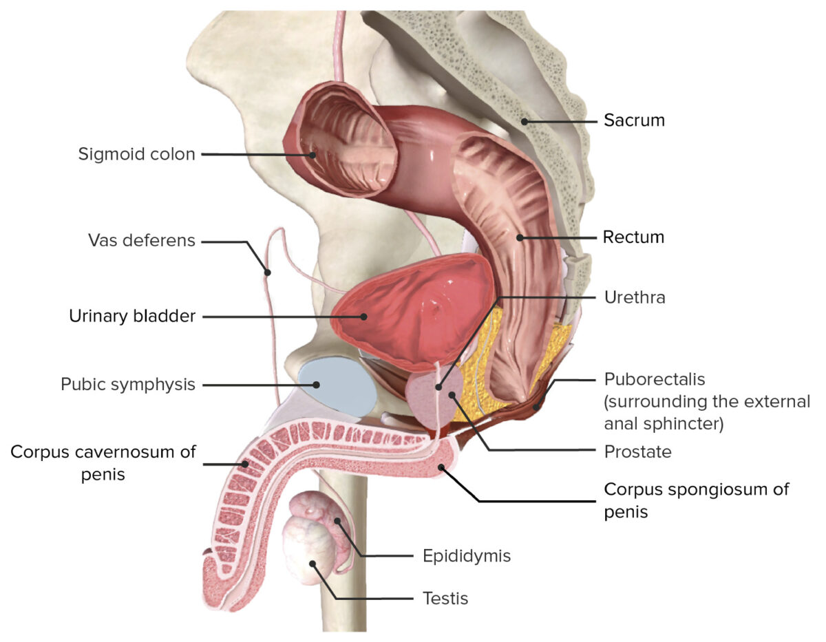 Anatomy of the internal male pelvis