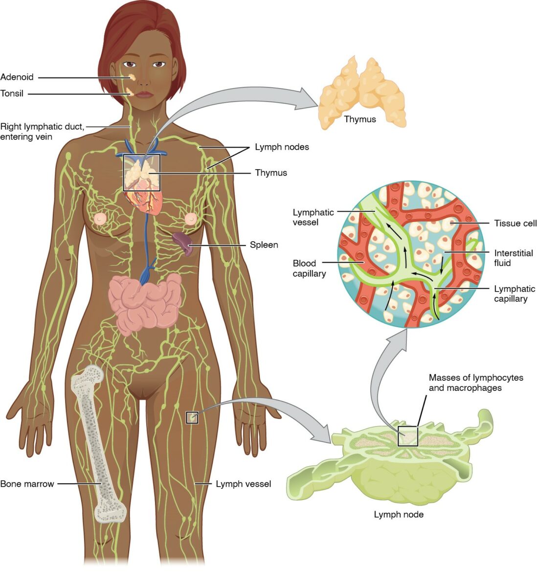 Anatomy of the lymphatic system