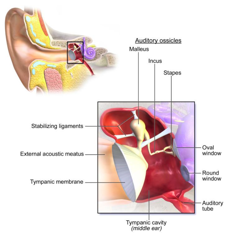 Anatomia do ouvido médio