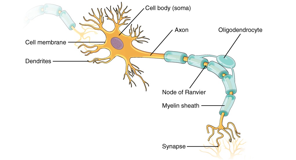 Anatomy of a neuron