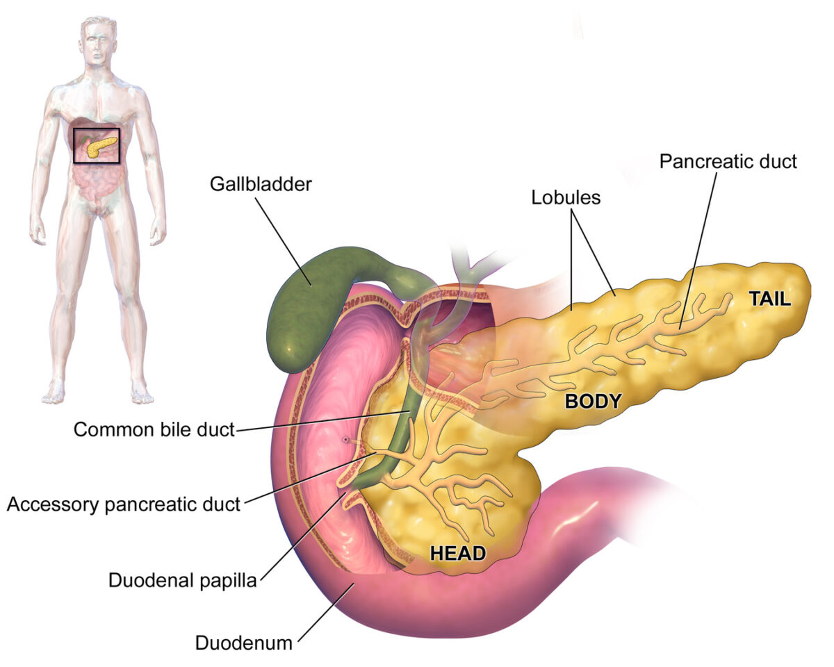 Anatomía del páncreas