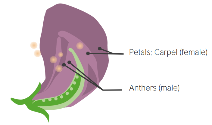 Anatomy of the pea plant