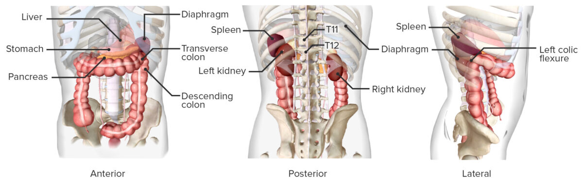 Anatomy of the spleen all views