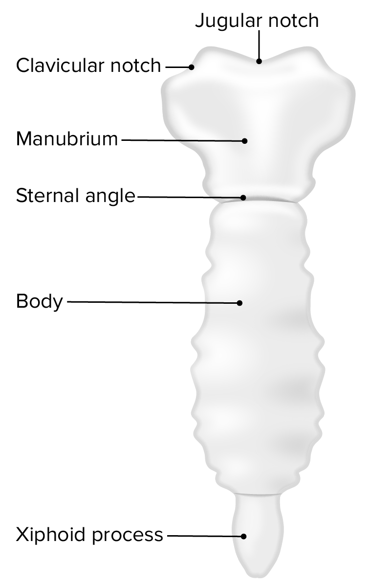 Anatomía del esternón