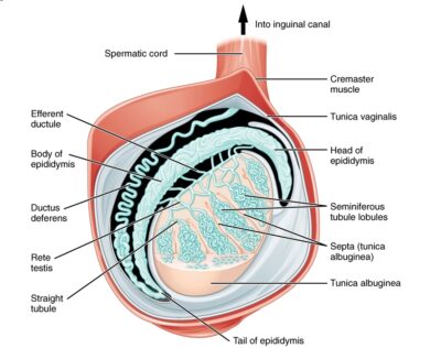 Anatomy of the testis