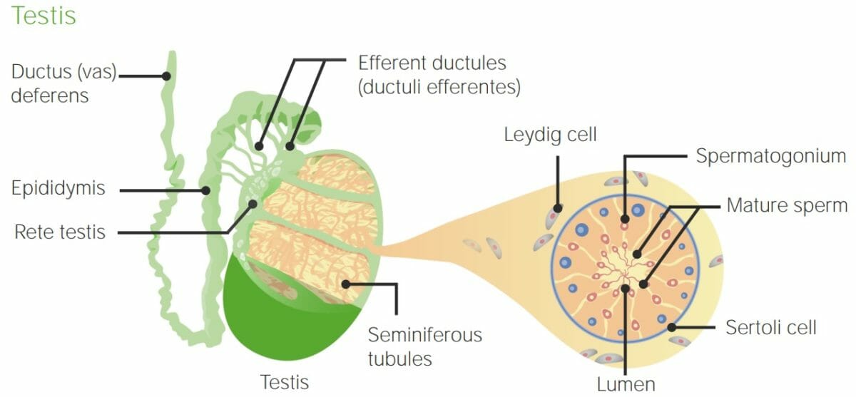 Anatomy of the testis and seminiferous tubules