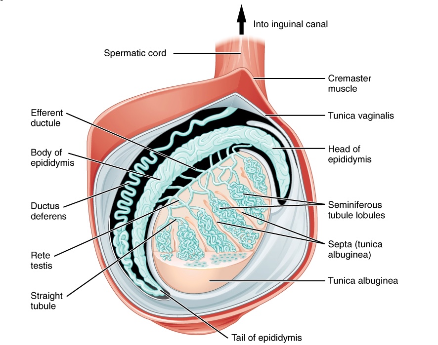 Anatomía de los testículos