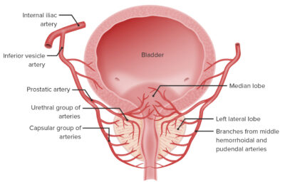 Anatomy of the vascular supply of the prostate and bladder