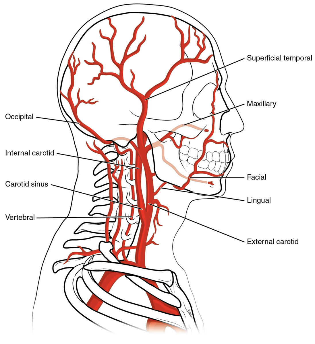 Anatomy of vertebral and carotid arteries