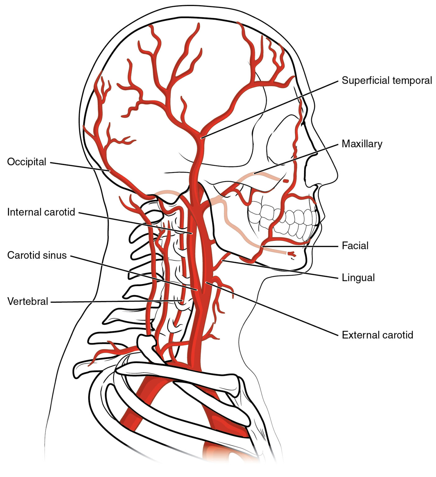 Dissection Of The Carotid And Vertebral Arteries Concise Medical Knowledge 6266