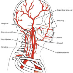 Anatomy of vertebral and carotid arteries