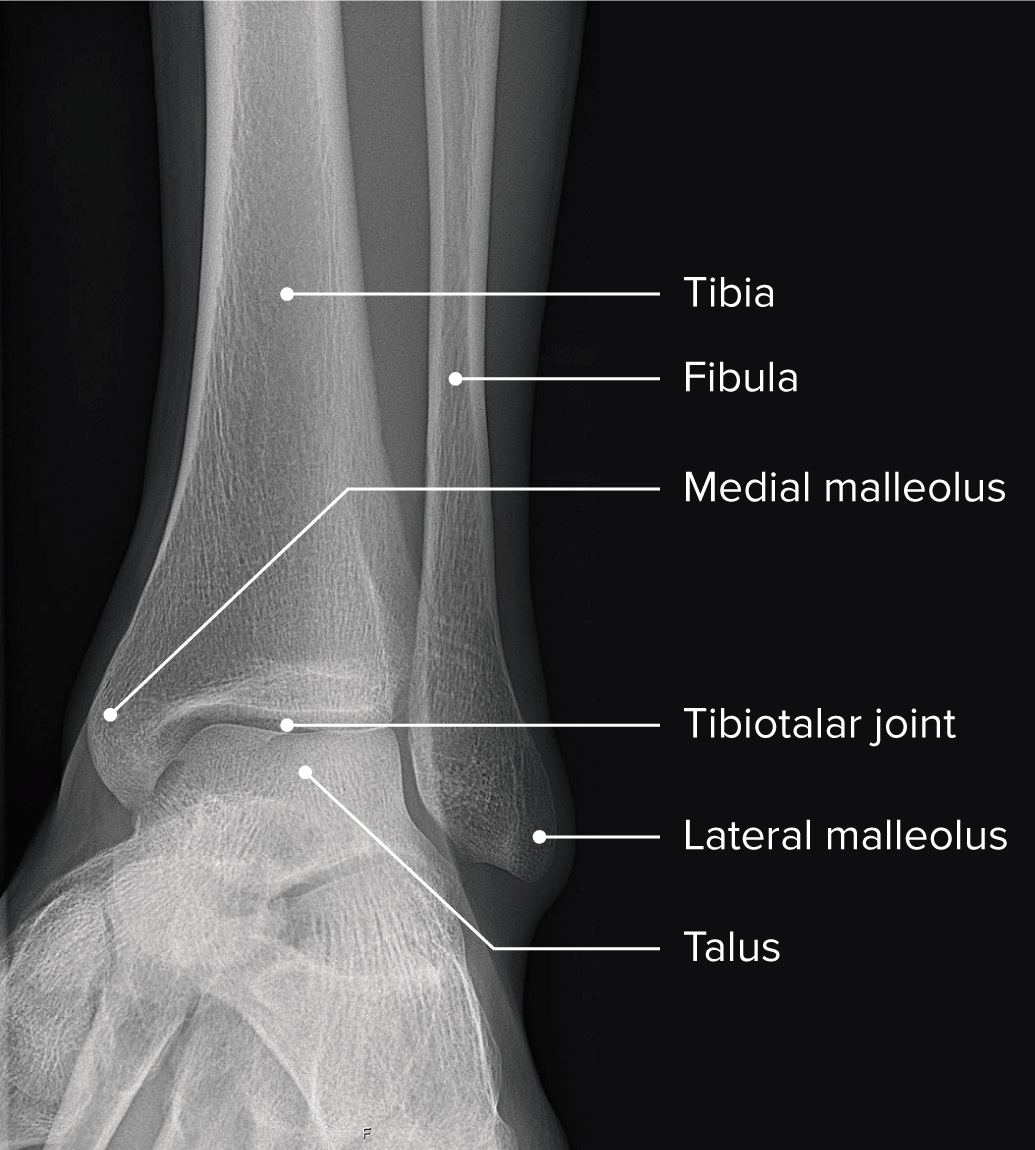 Articulação do tornozelo