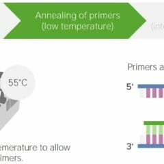 Annealing of primers