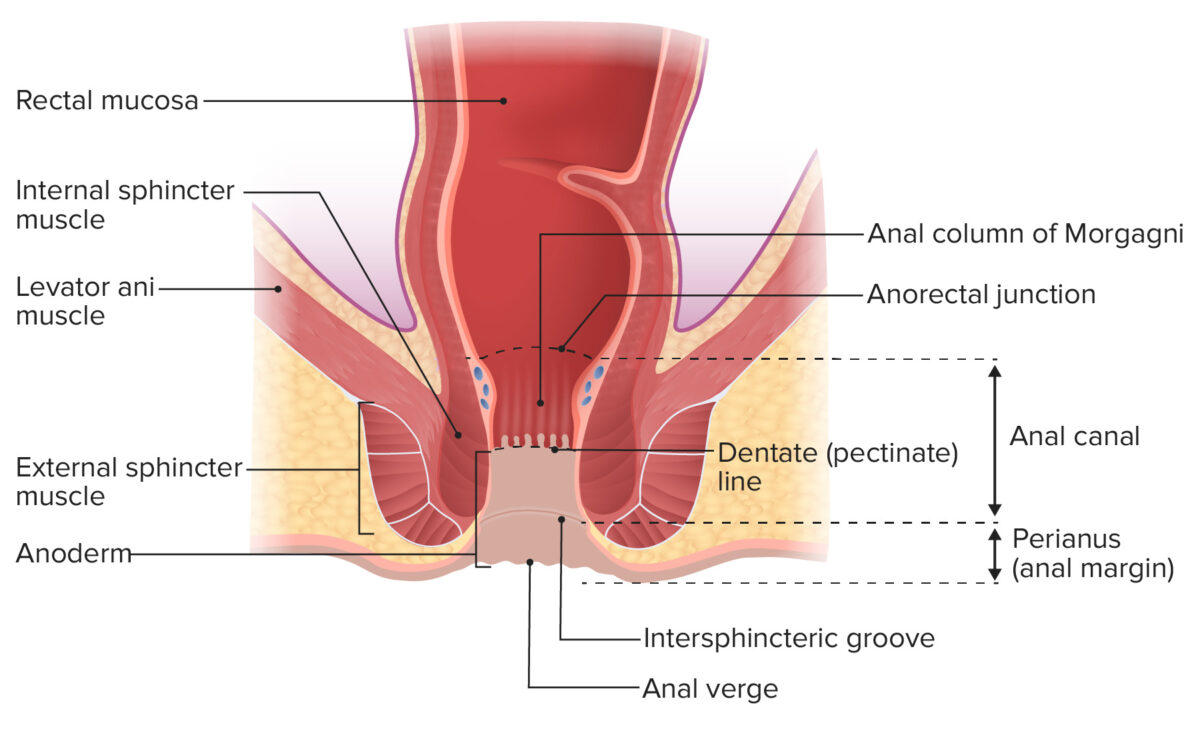 Anorectal anatomy