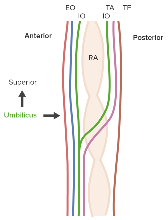 Anterior abdominal wall muscles