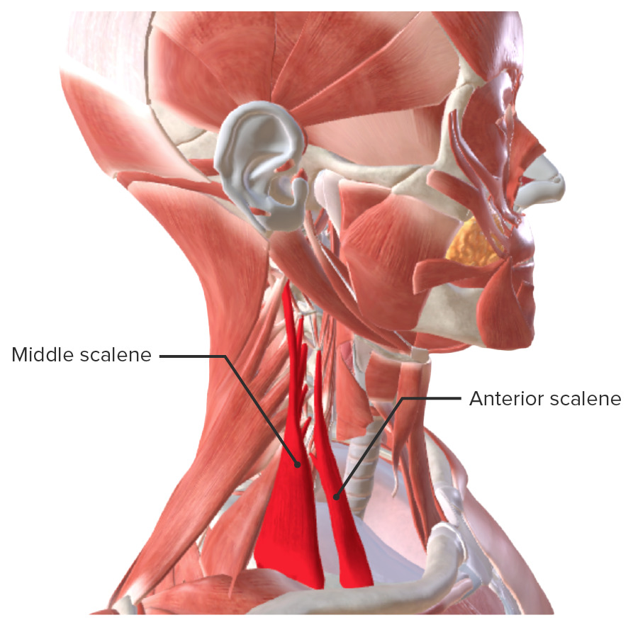 Anterior and middle scalenes