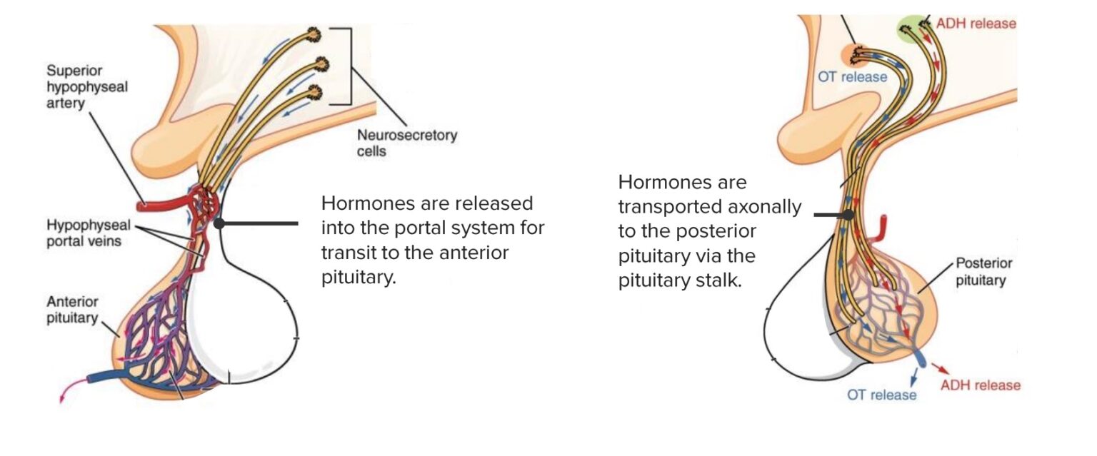 Hypothalamic and Pituitary Hormones Concise Medical Knowledge