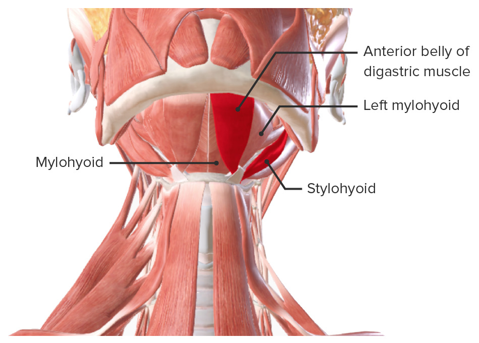 Músculos supra-hióideos