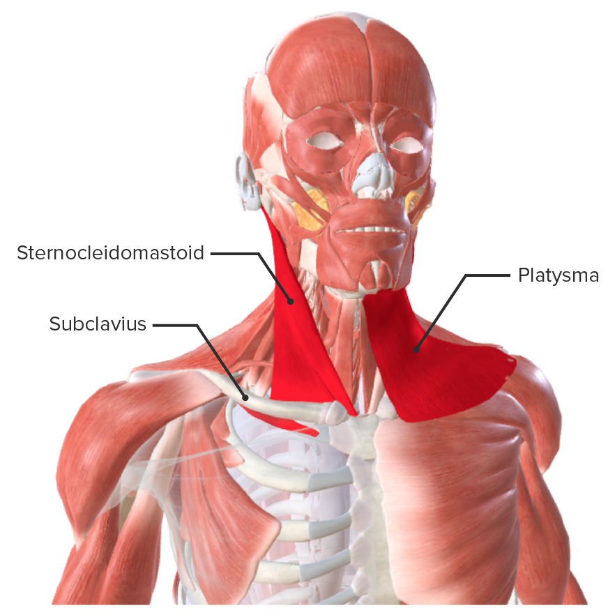 Anterior neck muscles - superficial layer