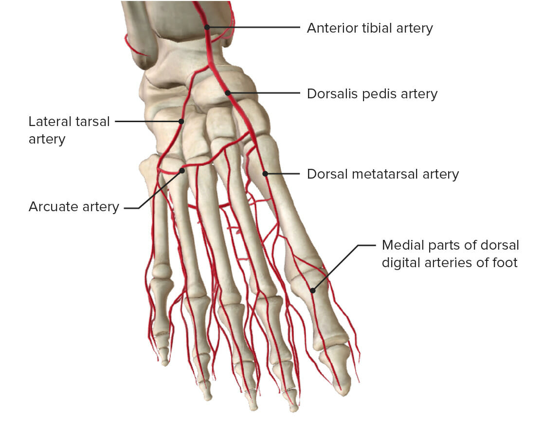 Arteria tibial anterior