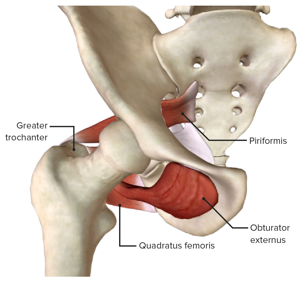 Anterior view of external rotators of the hip