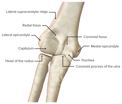 Anterior view of the elbow