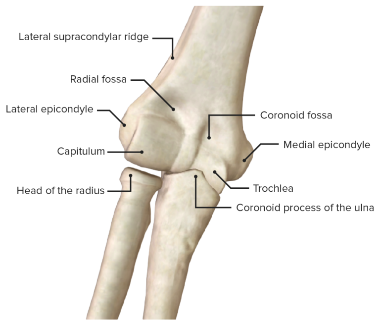 Elbow Joint Anatomy Video Lecturio Medical 