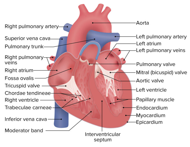 Heart: Anatomy | Concise Medical Knowledge