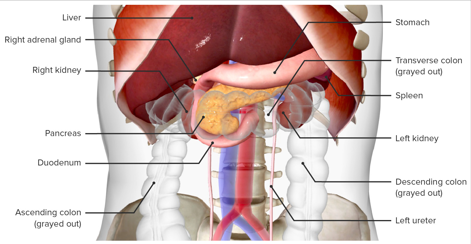 Kidneys in situ (anterior view)