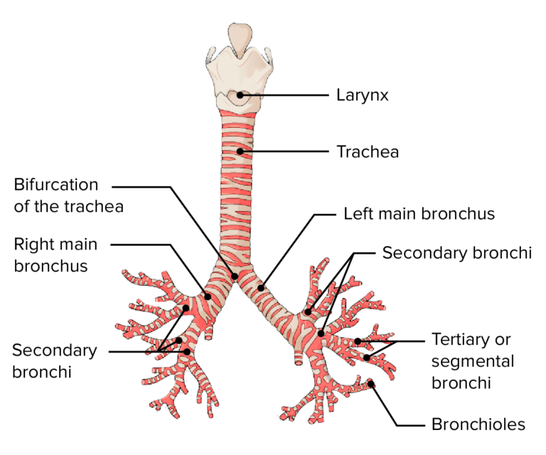 Bronchial Tree: Anatomy | Concise Medical Knowledge