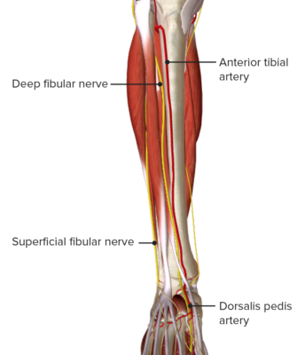 Leg: Anatomy | Concise Medical Knowledge