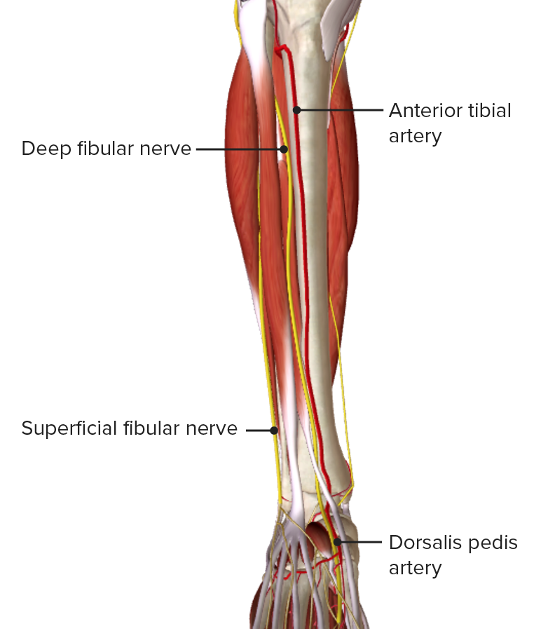 Anterior view of the leg featuring the blood supply of the anterior compartment
