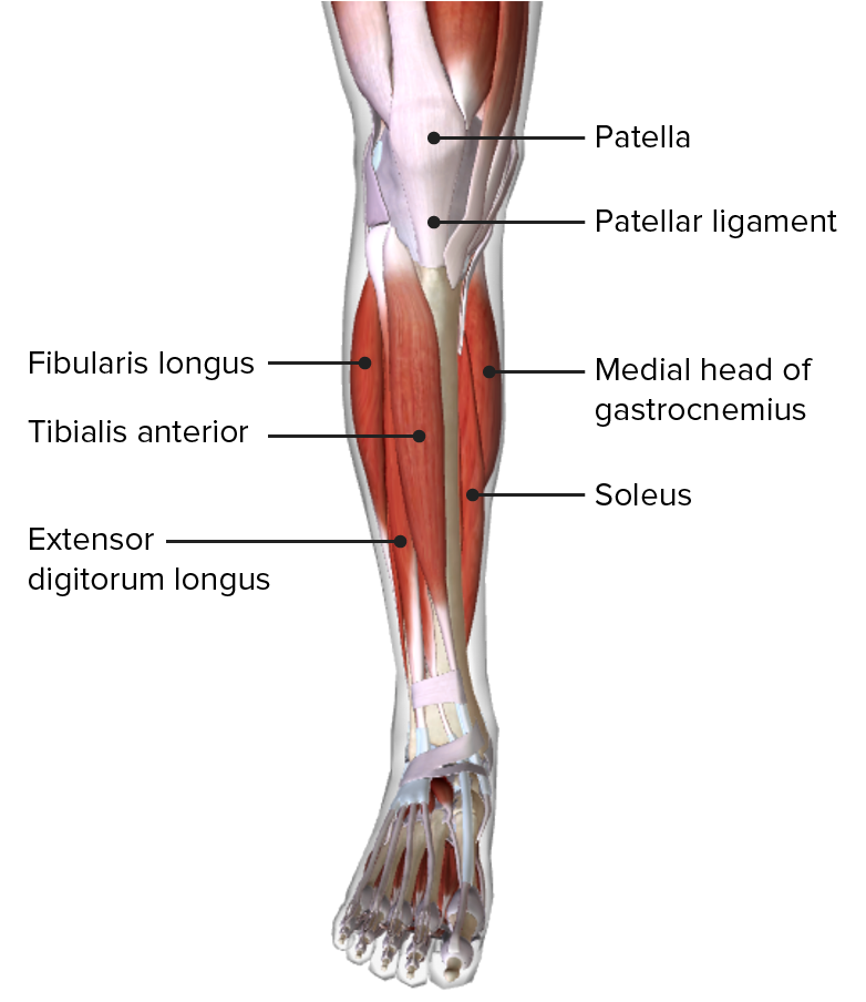 Anterior view of the leg