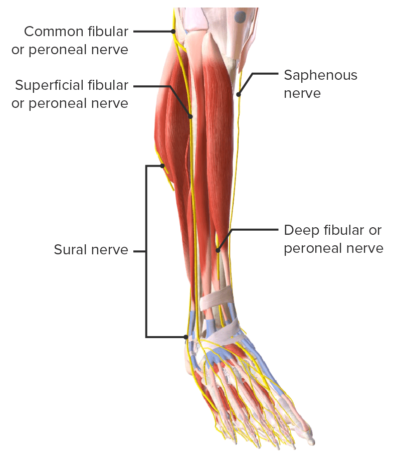 Anterior view of the nerves of the ankle joint