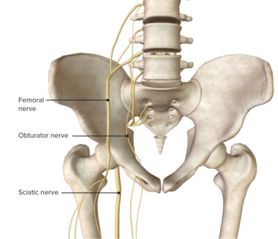 Anterior view of the pelvis and hip joint