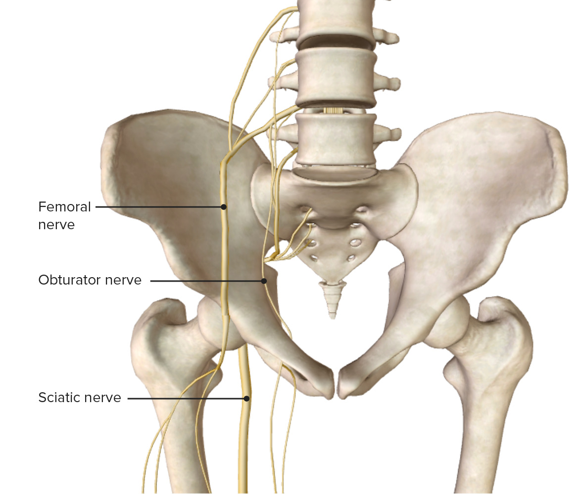 Anterior view of the pelvis and hip joint