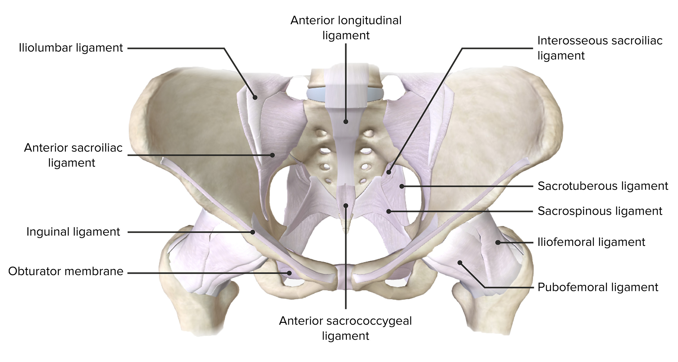 Anterior view of the pelvis