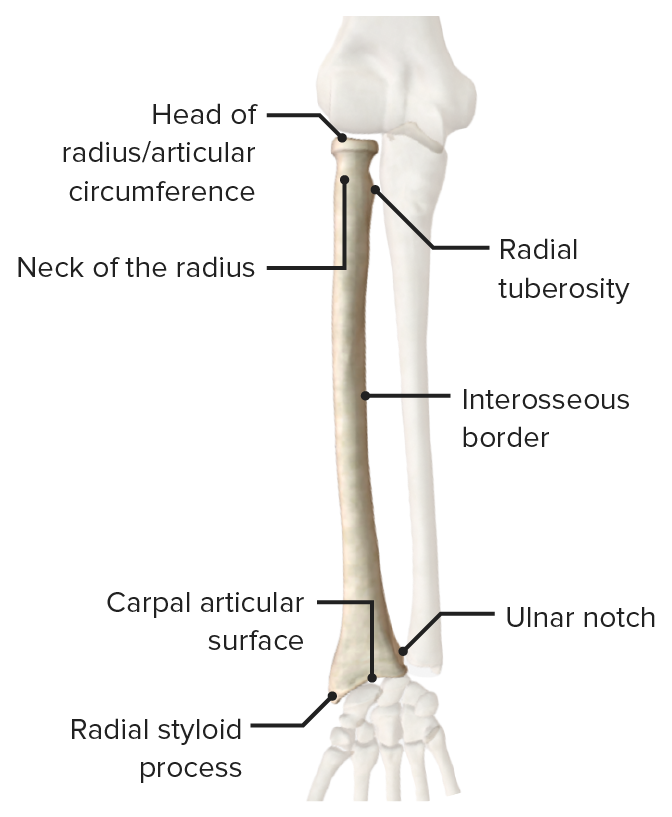 Anterior view of the radius featuring its bony landmarks and articular surfaces