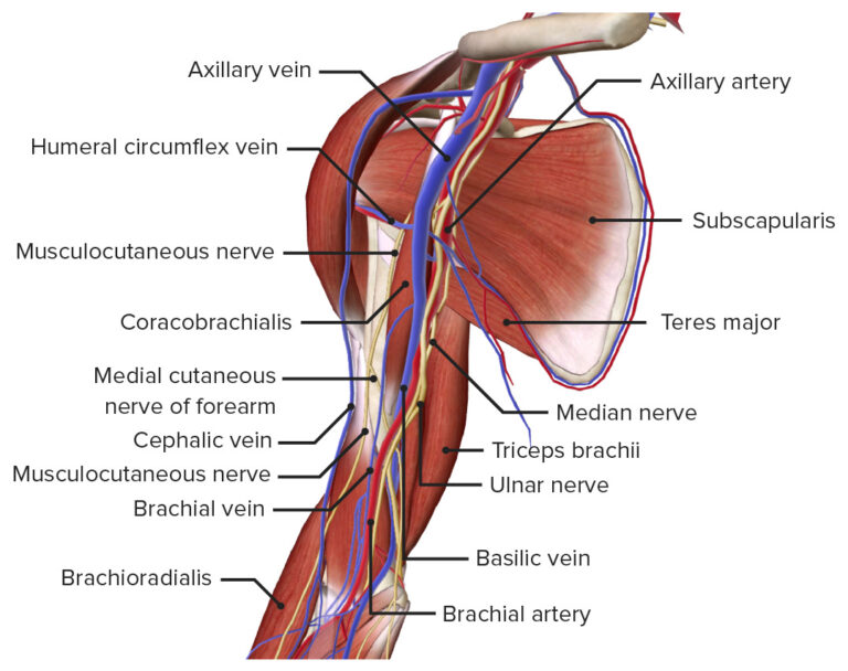 Arm: Anatomy [+video] - Lecturio Medical