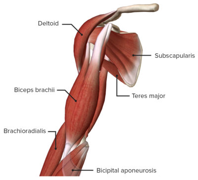 Arm: Anatomy [+video] - Lecturio Medical