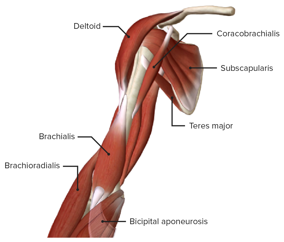 Anterior view of the right arm, featuring the muscles of the anterior compartment with the biceps brachii removed
