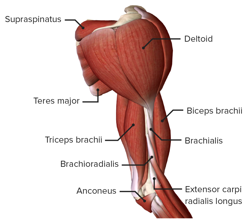 Anterior view of the right arm