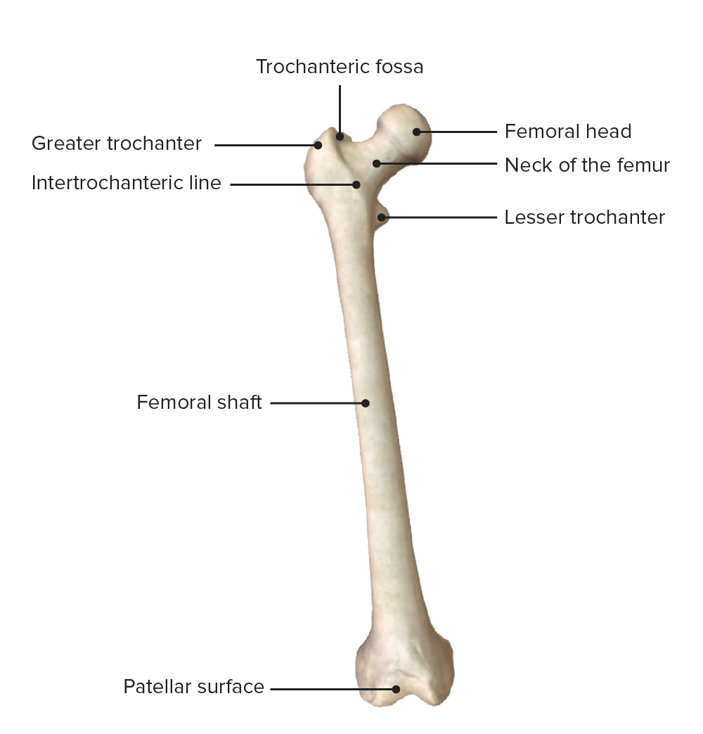 Anterior view of the right femur
