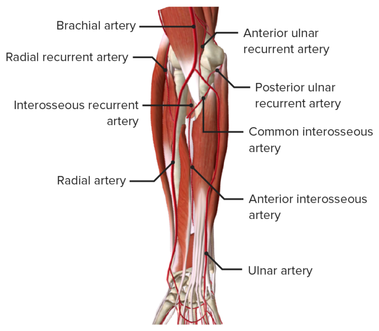 Forearm: Anatomy | Concise Medical Knowledge