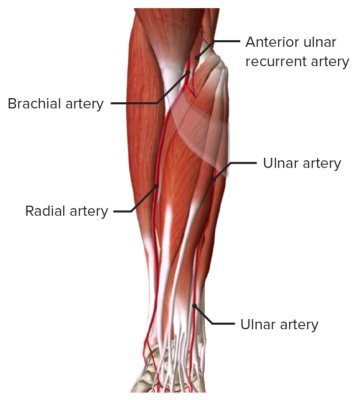 Anterior view of the right forearm, featuring the arteries of the forearm in the superficial muscle layer